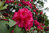 Solitärer Rhododendron Hybr. 'Edward S. Rand', 225-250 cm hoch und breit