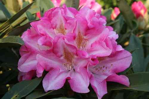 Solitärer Rhododendron Yakushimanum 'Pink Cherup' ,B 250-300 cm, H 180-200 cm