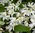 Deutzia gracilis / Maiblumenstrauch im 1l Topf, Abholpreis