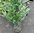 Gedrungen wachsender Kirschlorbeer Prunus lauroc. Mano 70-80cm