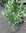 Gedrungen wachsender Kirschlorbeer Prunus lauroc. Mano 70-80cm