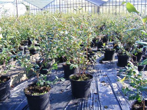 Kompakte Heidelbeerpflanzen (Vaccinium corymbosum) im 5 / 7,5l Topf viele Sorten