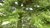 Abies homolepis, Nikko-Tanne, 100 cm bis 400 cm verschiedene Größen