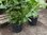 Großblättriger schnellwachsender Kirschlorbeer - Prunus Rotundifolia - 120cm+