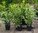 Großblättriger schnellwachsender Kirschlorbeer - Prunus Rotundifolia - 120cm+ im 20l Topf