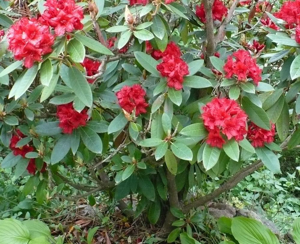 Rhododendron hybr. 'Vulcan' Solitär 200-225x160-180cm