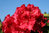 Rhododendron hybr. ´Wilgen´s Ruby´ Solitär120-140x140-160cm