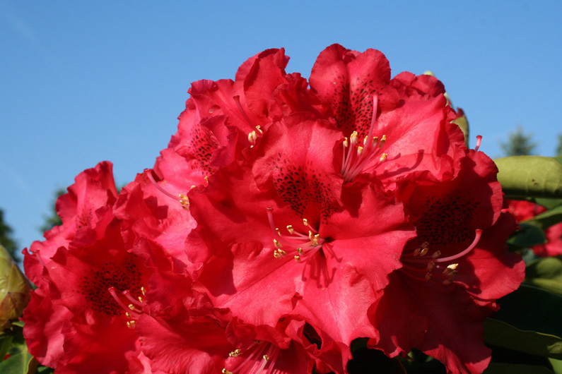 Rhododendron hybr. ´Wilgen´s Ruby´ Solitär  Breite 200-225 cm Höhe