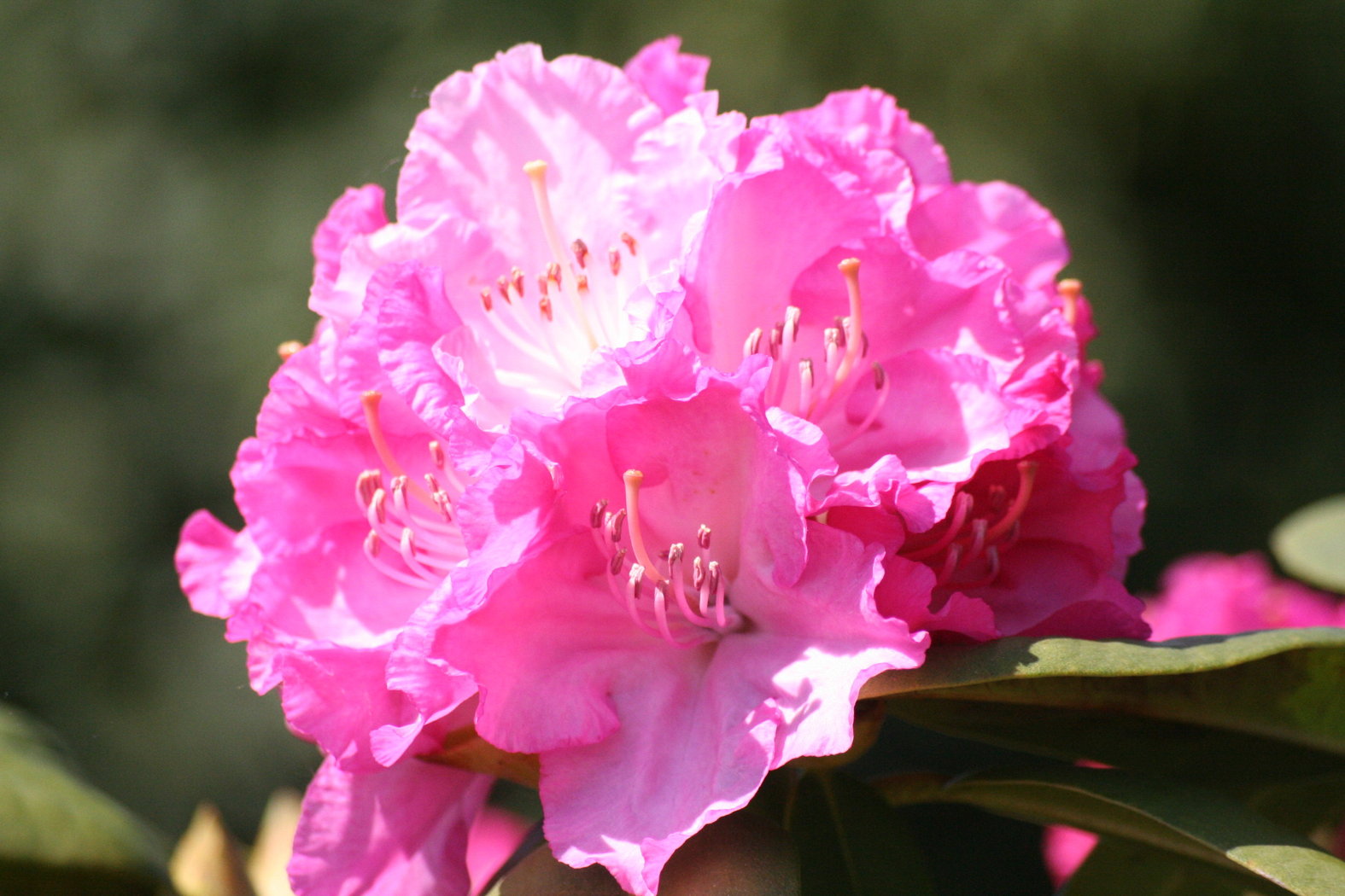 Rhododendron hybr. ´Millenium´, rosa,  Solitär Höhe 120-140 cm - Breite 100 cm