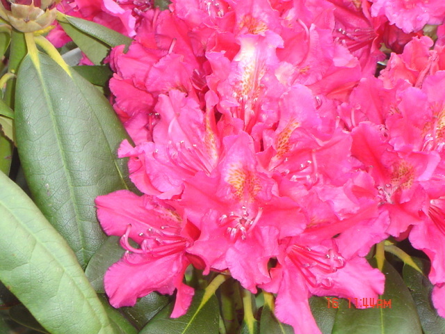 Rhododendron hybr. ´Mrs.P. den Ouden´ rot blühend, Solitär, Höhe 160-180 cm, Breite 180-200 cm, 6xv.