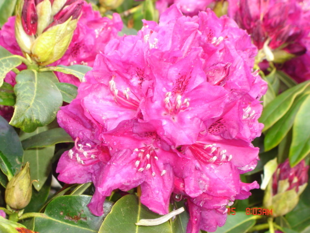 Rhododendron 'Old Port', Solitär, Höhe und Breite 70-80 cm