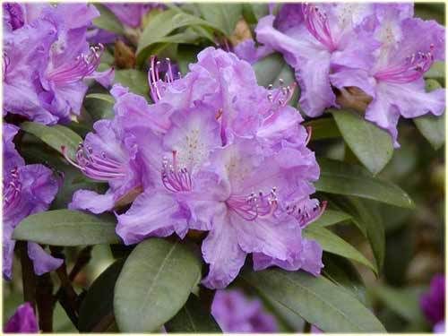 Rhododendron hybr. 'Orakel'  Höhe und Breite 50-60cm