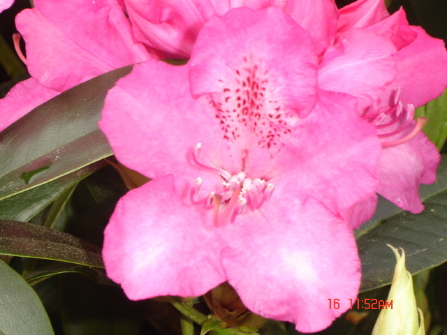 Solitärer Rhododendron 'Pink Pearl', Breite 120 cm, Höhe 120 cm