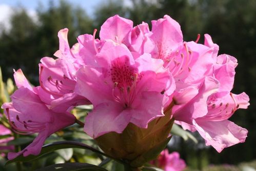 Solitärer Rhododendron 'Roseum Elegans', H140-160 cm B 120-140 cm u größer, versch. Varianten
