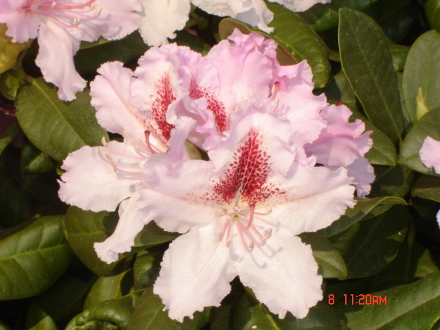 Rhododendron hybr. 'Progres' Höhe und Breite 60-70 cm (und 2 weitere Größen)