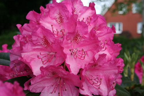 Rhododendron Hybr. 'Queen Mary', Höhe 120cm