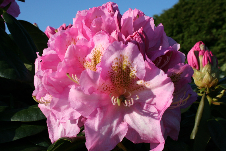 Rhododendron Yakushimanum 'Rosita', Höhe 60-70 cm Breite 70-80 cm