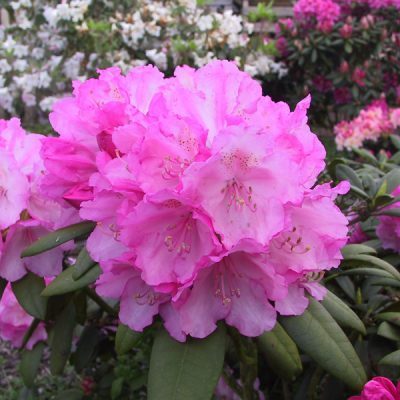 Rhododendron Yakushimanum 'Polaris', Höhe und Breite 30-40 cm