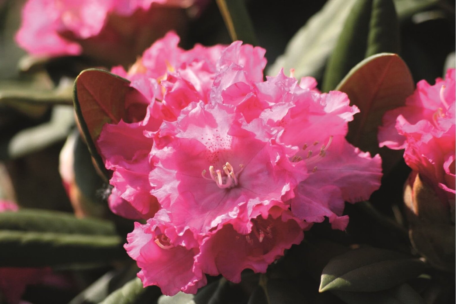 Rhododendron Yakushimanum 'Pink Pillow' Höhe 60 bis 70 cm sowie 1 weitere Größe