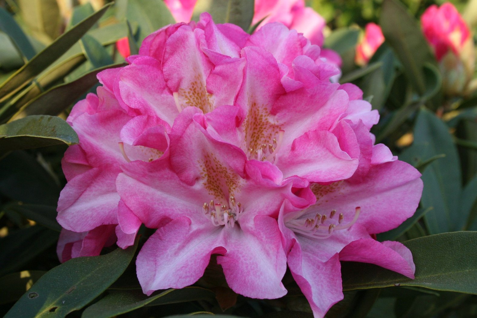 Rhododendron Yakushimanum 'Pink Cherub' als Solitär, H 120-140 cm, B 160-180 cm, in 2 Gößen