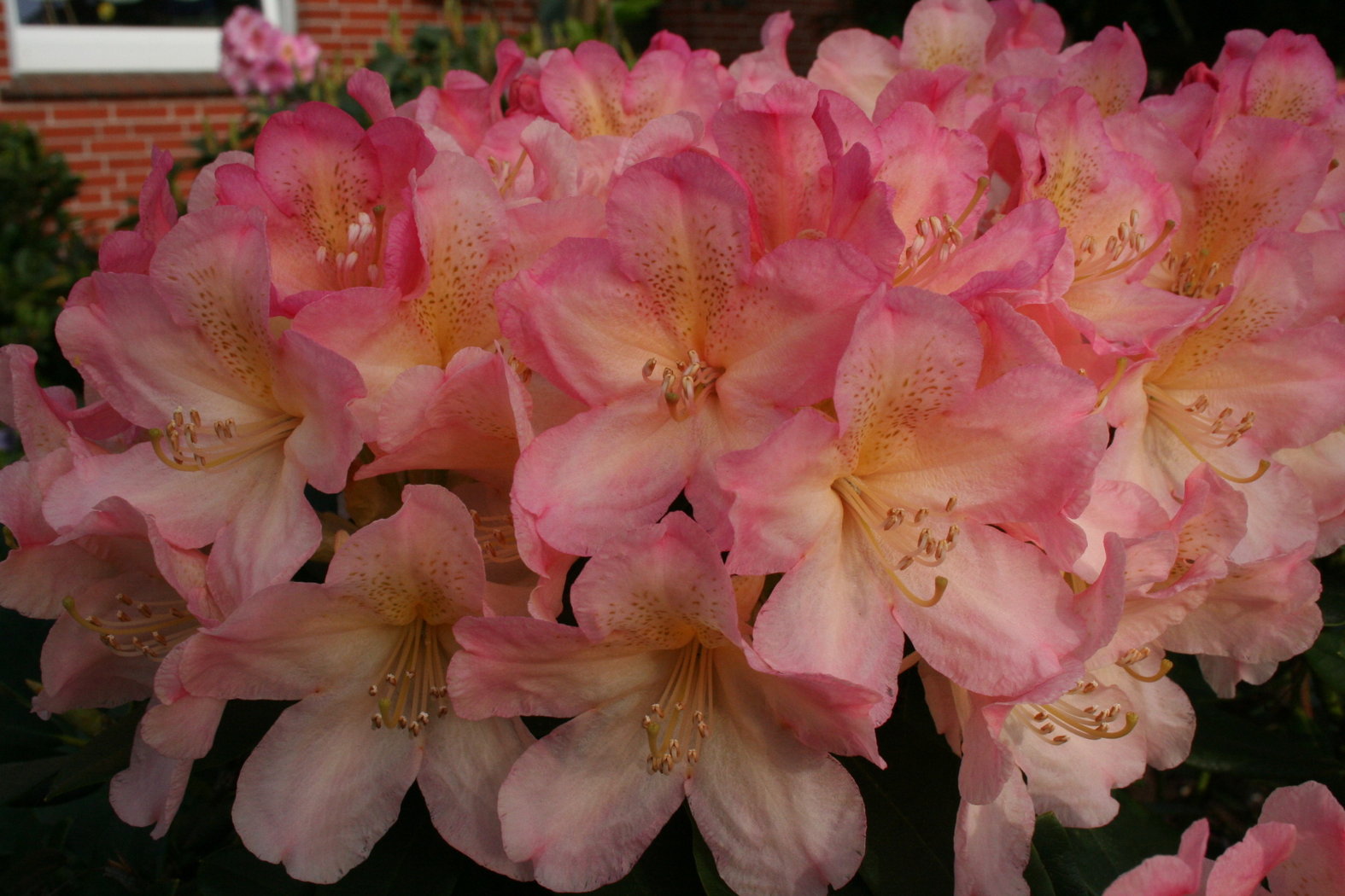 Rhododendron Yakushimanum 'Percy Wisemann' als Solitär, H 140-160 cm, B 180-200, 6xv