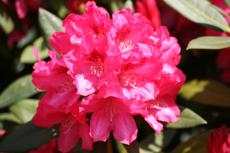 Rhododendron Yakushimanum 'Sneezy' rot, Höhe und Breite 25-30 cm (in 2 Größen)