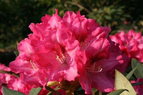 Rhododendron Yakushimanum 'Sneezy' als Solitär, Höhe 80-100 cm, Breite 90-100 cm