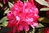 Rhododendron Yakushimanum 'Sneezy' als Solitär, Höhe 80-100 cm, Breite 90-100 cm
