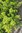 Taxus 'baccata repandens aurea', Bodendeckende Eibe 25-30 cm und weitere Größen