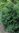 Taxus Cuspidata Typ Booy, echte japanische Eibe, Formschnitt: Kugel, verschiedene Größen