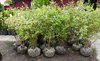 Heidelbeerpflanze "Bluecrop" 120-140 cm sehr buschig