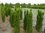 Englische Säuleneibe, Taxus media stricta viridis, verschiedene Größen 100cm bis 200cm Höhe