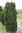 1 solitäre Englische Säuleneibe, H 350 - 400 cm, Taxus media stricta viridis, 6 x verschult