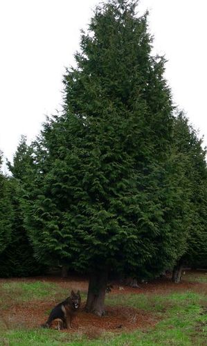 Sonderpreis: Thuja Plicata aurescens, 8-9m hoch, 3,5-4m breit