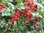 Waldilex/Stechpalme, Ilex aquifolium Alaska 300cm hoch