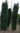 Ilex 'Washington' als hohe Rundsäule, Stechpalme 350 cm