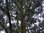 Pinus Heidreichii var. leucodermis (Schlangenhautkiefer) 700-750cm hoch, 250-300cm breit