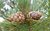 Pinus Heidreichii var. leucodermis (Schlangenhautkiefer) 700-750cm hoch, 250-300cm breit