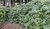 Sonderangebot wg. Quartierräumung: Rhododendron Catawbiense Grandiflorum, 160 cm hoch, 200cm breit