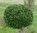 Breitwachsender Kirschlorbeer Prunus Piri Halbkugel / Living Stone, 80-90 cm hoch