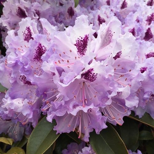 Solitärer Rhododendron 'Blue Peter' , Höhe 200-225 cm, Breite ca. 275-300 cm