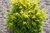 Taxus baccata semper aurea, Goldeibe, Höhe 60-70 cm, kegelförmig