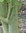 'Acer Davidi', Solitärer Schlangenhautahorn, 450 cm hoch, 5 x v., 18 Jahre alt