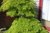 Acer Palmatum, Fächerahorn, 250-300 cm hoch, 250-300 cm breit, 5 x v., 18 Jahre alt