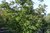 Acer Palmatum, Fächerahorn, 250-300 cm hoch, 250-300 cm breit, 5 x v., 18 Jahre alt