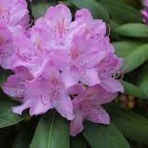 Solitärer Rhododendron 'Catawbiense Grandiflorum' , Höhe und Breite 120-140cm