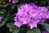Solitärer Rhododendron 'Catawbiense Boursault' , Höhe 180-200cm Breite 160-180cm