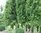 Hainbuche Carpinus Betulus als Hochstamm Sth. 120cm Gesamthöhe 350-400cm