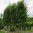 Hainbuche Carpinus Betulus als Hochstamm Sth. 120cm Gesamthöhe 450-500cm