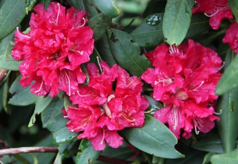 Rhododendron Hybr. 'Karl Naue' balliert, 40-50 cm hoch